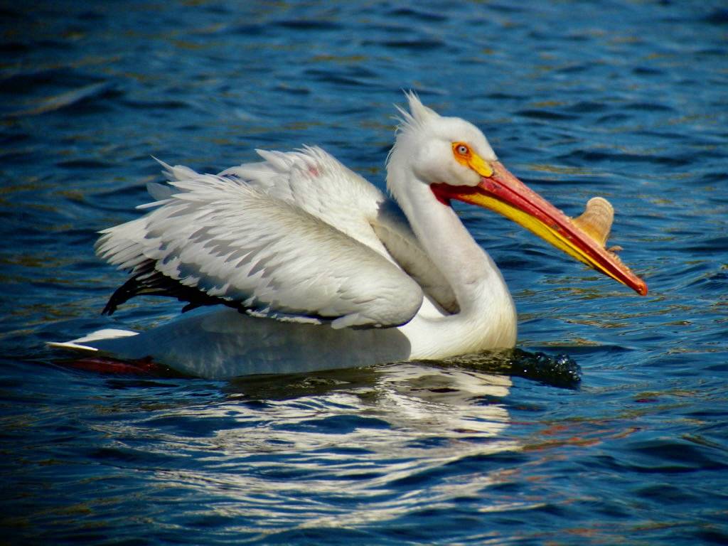 American White Pelican - breeding